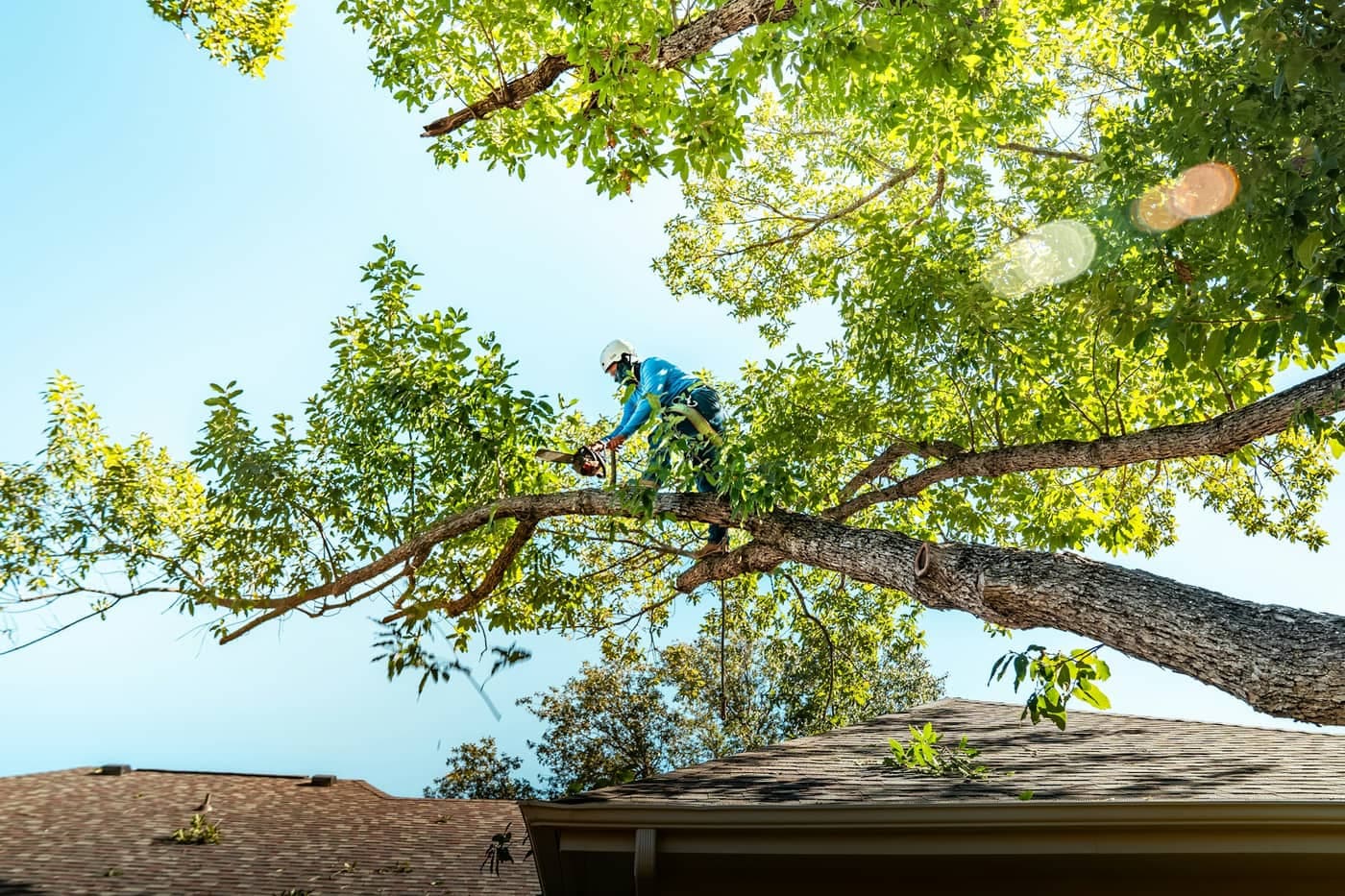 Custom Cuts Tree Care